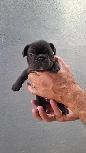 Buldogue Francês disponível 