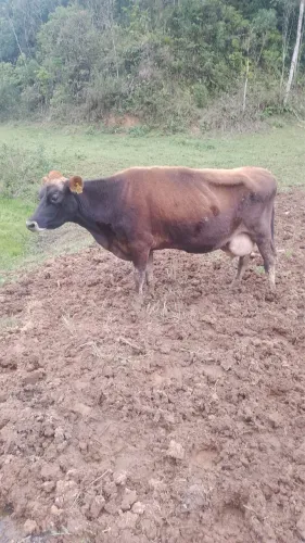 Vacas jérsei 