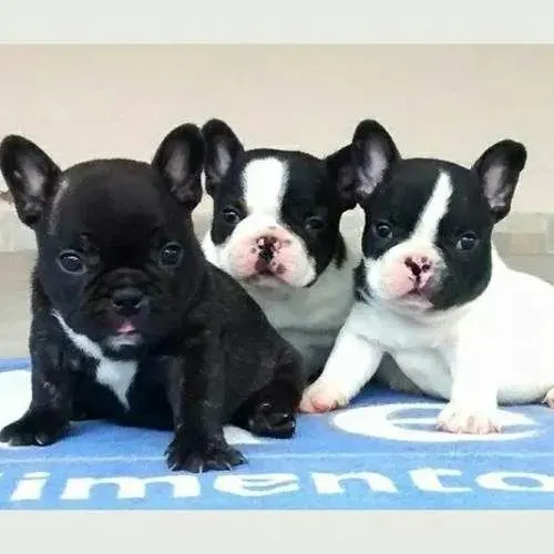 Bulldog Francês todas as cores da raça a pronta entrega, info via 11.949.33.76.34