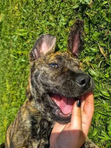 Fila Brasileiro Filhotes na Cor Tigrado