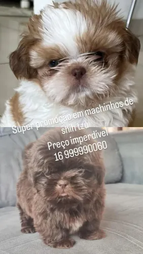 Filhotes de shih tzu macho 