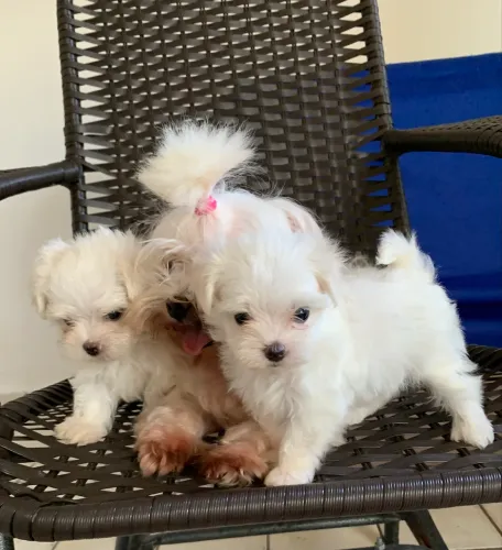 Lindos filhotes de Maltês mini