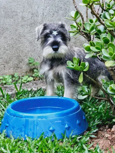 Schnauzer Miniatura | Canil 100% Regularizado