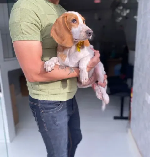 Beagle fêmea bicolor com 58 dias vacinada com v10 importada e com pedigree a sua espera!