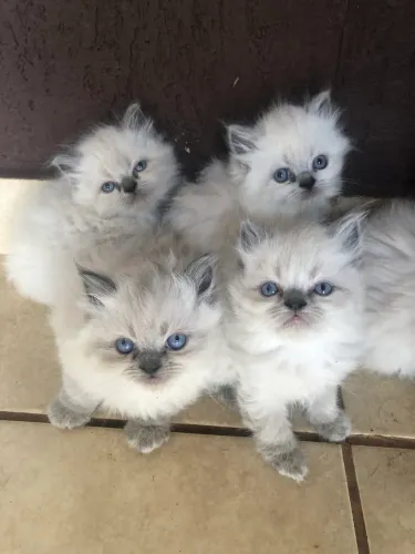 Filhote de gato Persa Himalaio com Siamês 