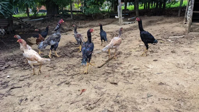 Frangos e frangas, genética campeã 