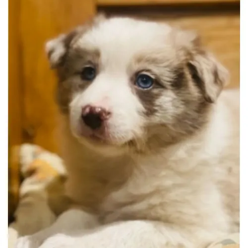 Border Collie lindas cores 