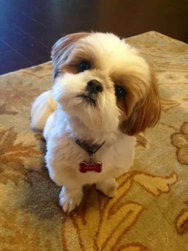 Filhotes Shih Tzu com sorrisos peladinhas para encantar o seu dia