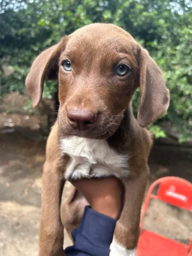 DOAÇÃO CACHORROS MACHOS