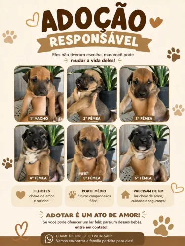 Doação Responsável e com amor!!