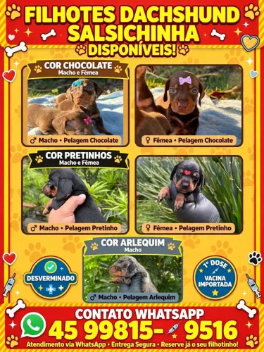 FILHOTES DASHCHUND (SALSICHINHA)