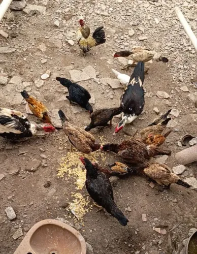 Vende-se Galo, galinhas mestiças e patos.