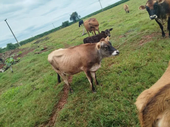 Vacas de leite 