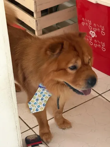 Animal para doação 