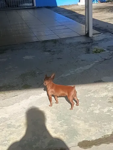 Pincher 