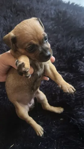 Pinscher número 1