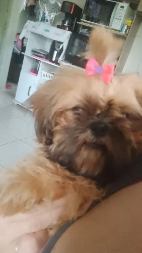 Shitzu fêmea 8 meses ...mini 