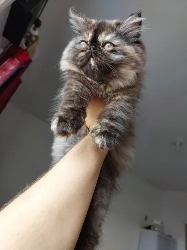Gata Persa
