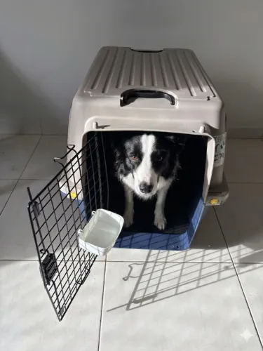 Caixa de Transporte para Animais . Profissional - Padrão IATA (Excelente Estado). Tamanho
