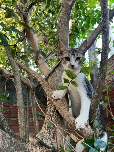 Gatinhos para adoção