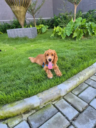 Cachorro Filhote de Cocker Spaniel
