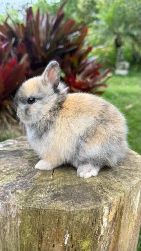 Coelho anão Netherland dwarf fêmea