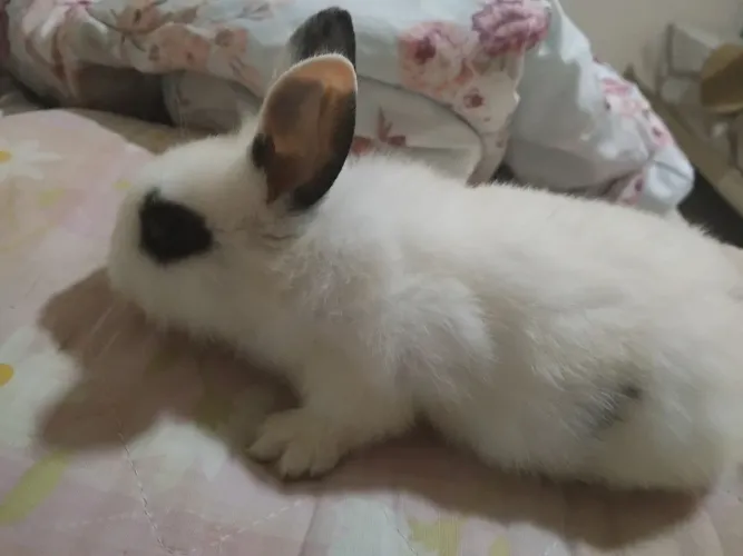 Coelhos minis raça pura