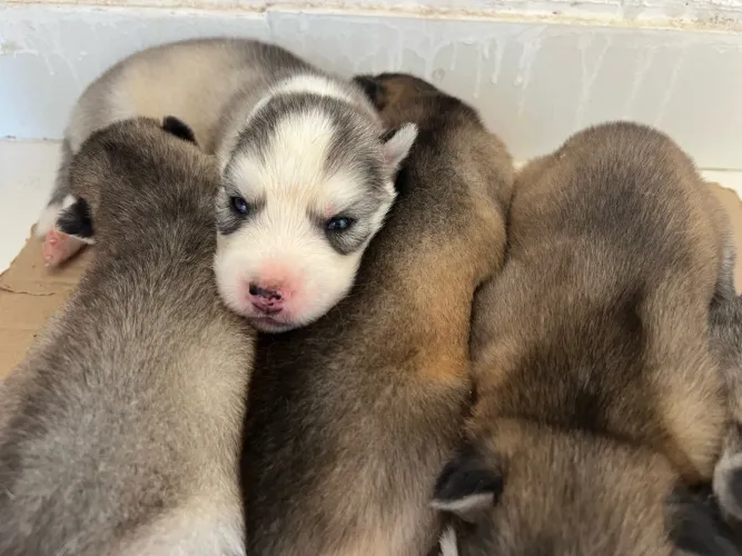 Filhote de Husky siberiano 