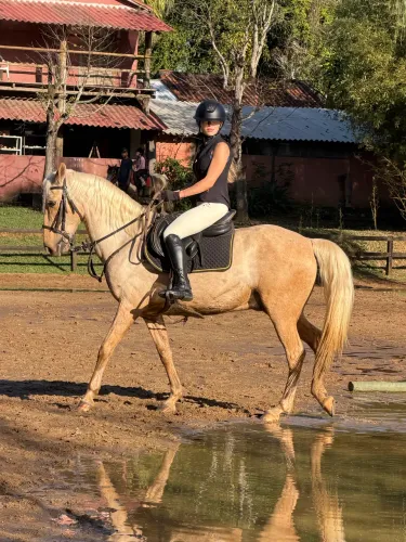Cavalo tambor / hipismo