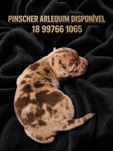 Pinscher arlequim