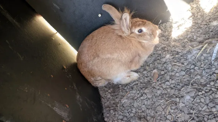 vende-se coelho super dócil interessados chamar no ZAP *