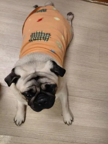 vende-se Pug fêmea 2 anos 