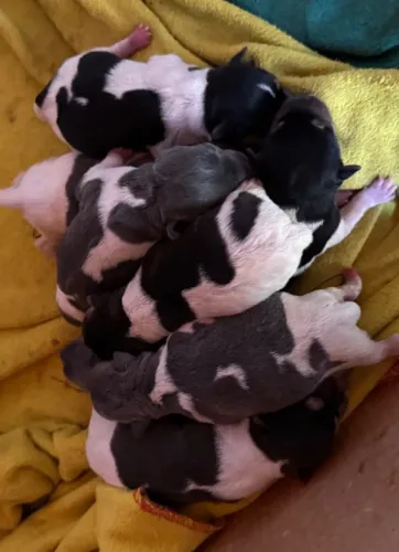 Filhotes de Terrier Brasileiro Fox Paulistinha 