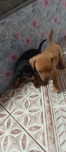 Filhote de cachorro da raça pinscher 
