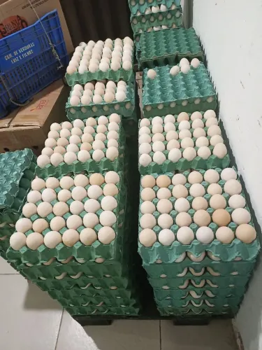 Caixa Ovos de capoeira