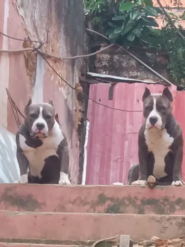 Filhotes de América buly com 02 de nascimento