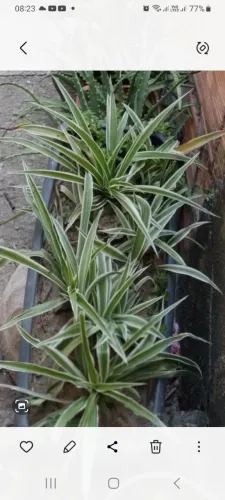 25rs Plantas lindas naturais 