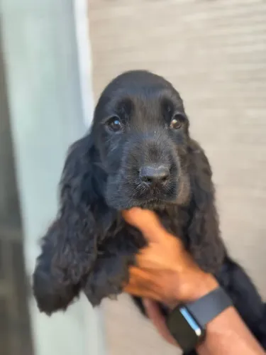 Filhote Macho de Cocker Spaniel Preto