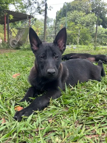 Pastor belga malinoá disponível