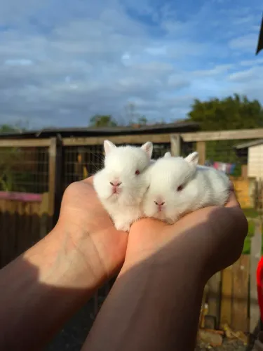 Coelho Mini Netherland dwarf