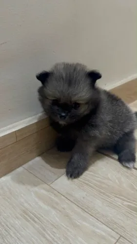 Cachorro