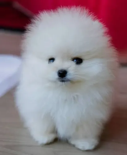 Lulu da Pomerânia 