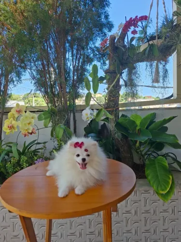 Spitz alemão 