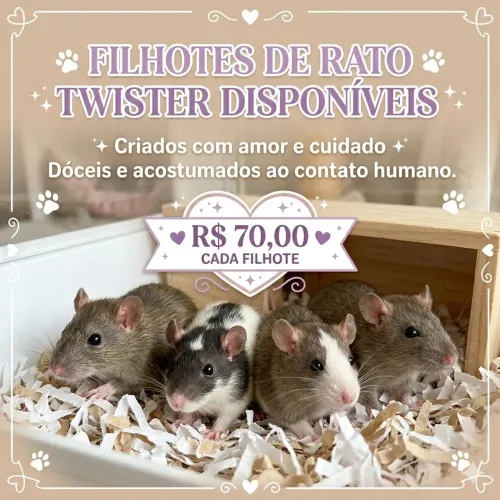 Rato Twisters Filhotes