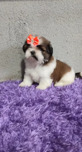Shih tzu - Filhotes com Excelente Temperamento e Origem Garantida