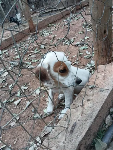 Cachorra americana 3 mêses 