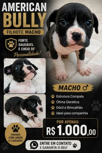 PROMOÇÃO Filhote MACHO de American Bully 