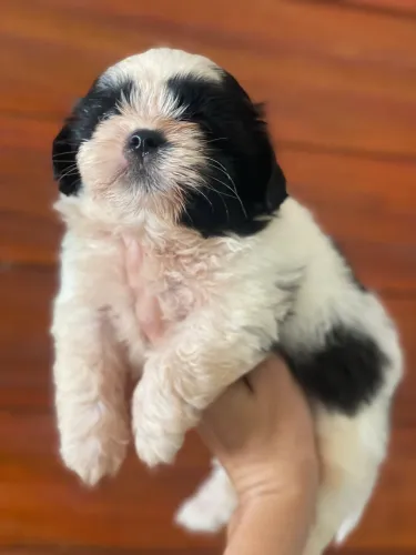 Shih tzu