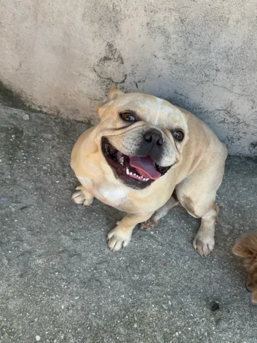 Buldogue Francês Fêmea
