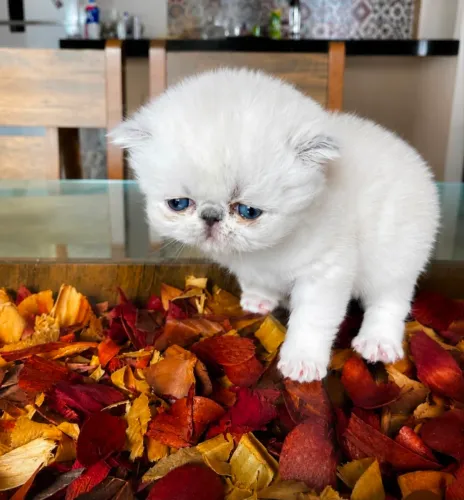 Filhote de Gata Persa Creme de Olhos Azuis ?